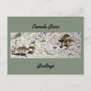 Kanadensiska Goslings-vykort Vykort