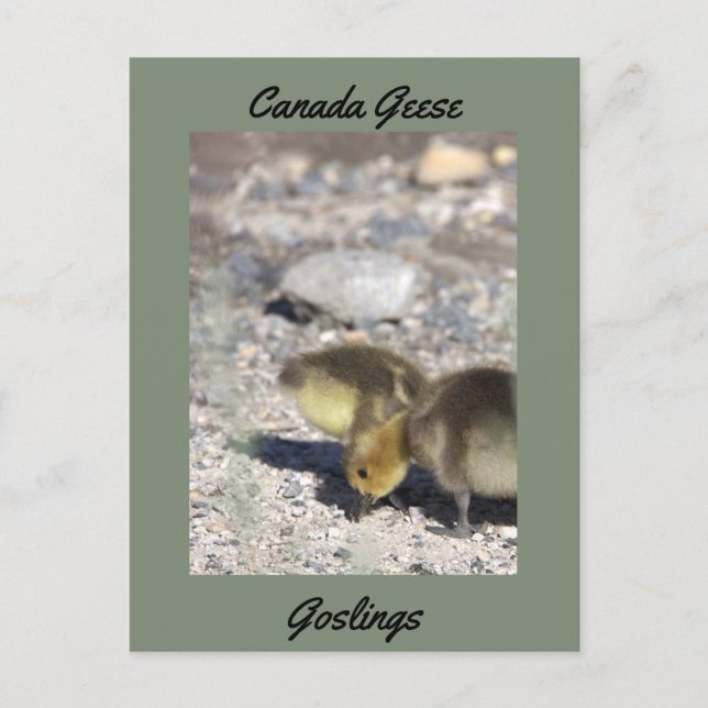 Kanadensiska Goslings-vykort Vykort (Framsida)