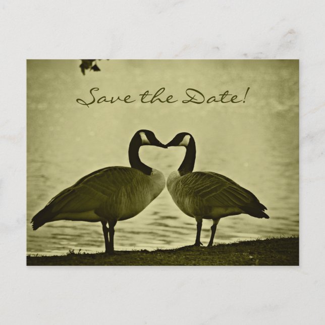 Kanadensiskt gässfoto meddelande vykort (Framsida)