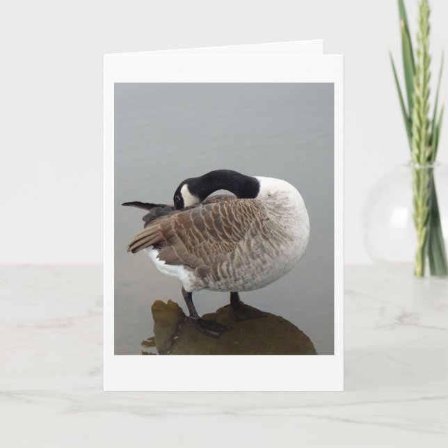 Kanadensiskt getingkort kort (Framsida)