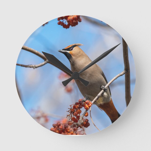 Kanadensiskt Himlar-foto: Bohemian Waxwing Photogr Rund Klocka (Framsida)