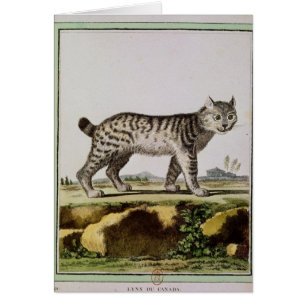 Kanadensiskt lodjur hälsningskort