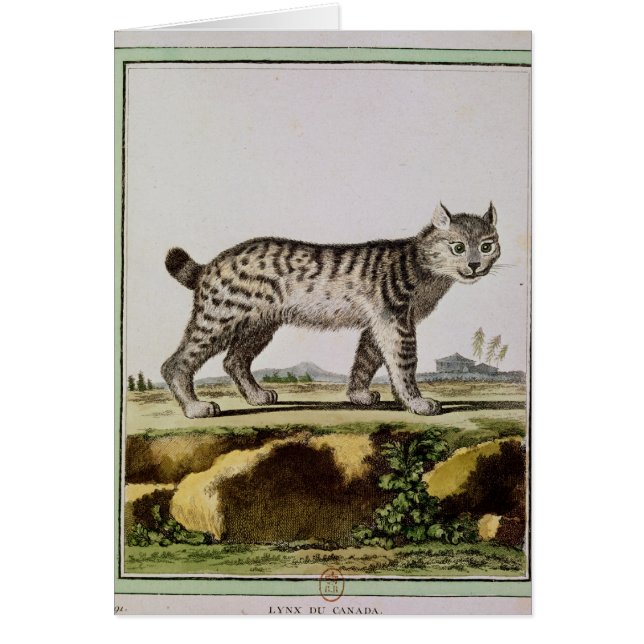 Kanadensiskt lodjur hälsningskort (Framsidan)