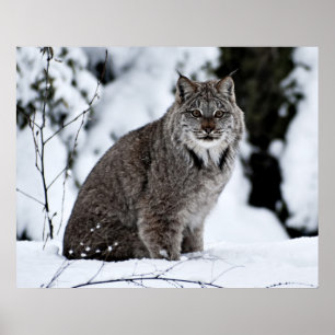 Kanadensiskt lodjur i snön poster