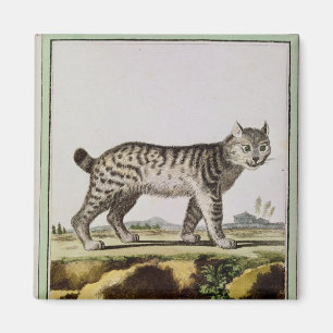 Kanadensiskt lodjur magnet