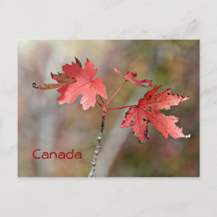 Kanadensiskt vykort - Maple Löv