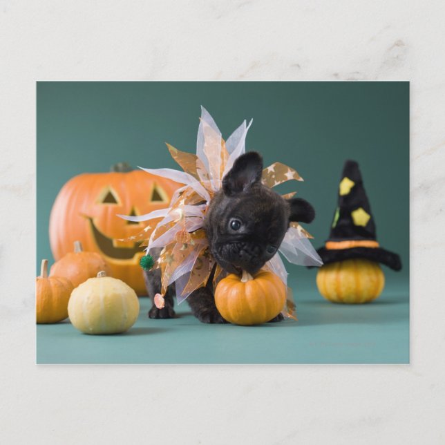 Kanagawa, Honshu, Japan Vykort (Framsida)