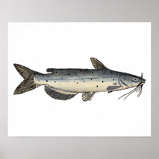 Kanalfisk (ungfisk) poster (Framsidan)