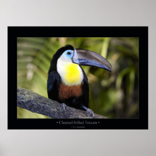 Kanalisera-fakturerade Toucan Poster