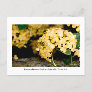 Kanapaha Gardens - Gainesville 006 Vykort