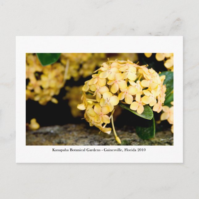 Kanapaha Gardens - Gainesville 006 Vykort (Framsida)