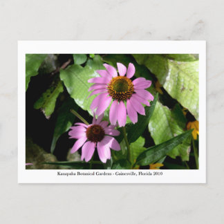 Kanapaha Gardens - Gainesville 008 Vykort