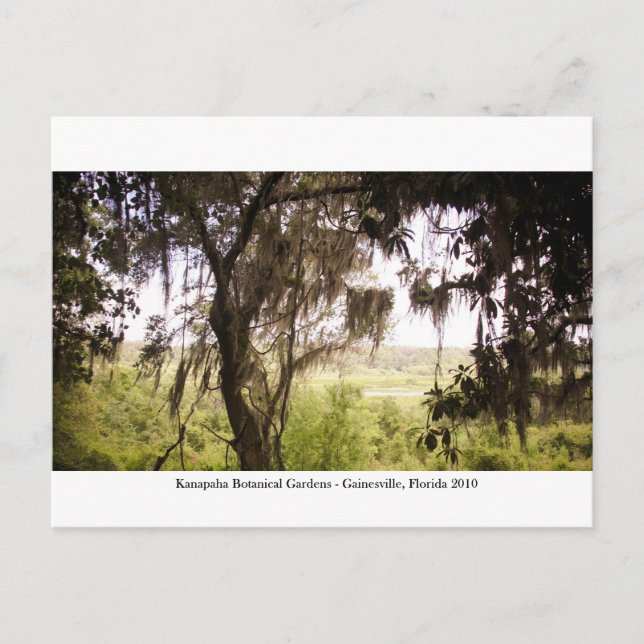 Kanapaha Gardens - Gainesville 009 Vykort (Framsida)