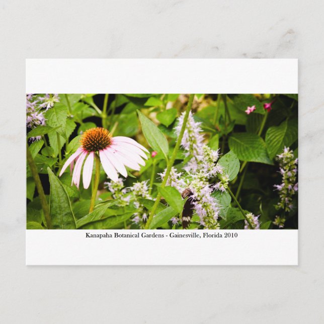 Kanapaha Gardens - Gainesville 013 Vykort (Framsida)