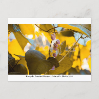 Kanapaha Gardens - Gainesville 015 Vykort