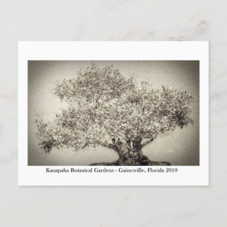 Kanapaha Gardens - Gainesville 017 Vykort