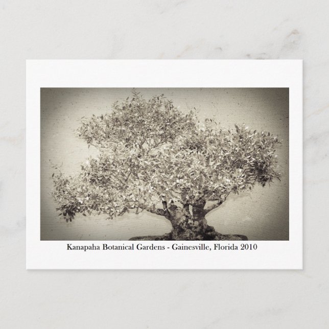 Kanapaha Gardens - Gainesville 017 Vykort (Framsida)