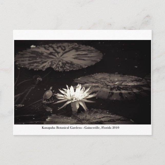 Kanapaha Gardens - Gainesville 019 Vykort (Framsida)