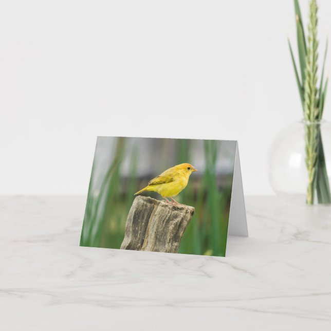 Kanariefågel Kort (Framsida)