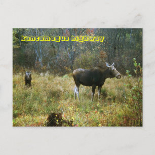 Kancamagus Highway Moose White Mountains Vykort