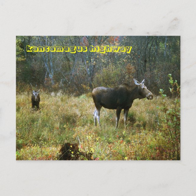Kancamagus Highway Moose White Mountains Vykort (Framsida)