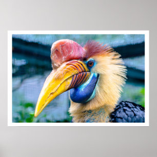 Känd hornbill poster