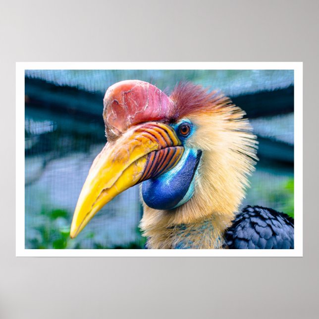Känd hornbill poster (Framsidan)