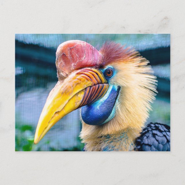 Känd hornbill vykort (Framsida)