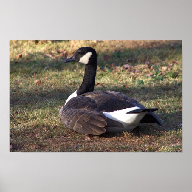 Kanda Gås Fotoaffisch Poster (Framsidan)