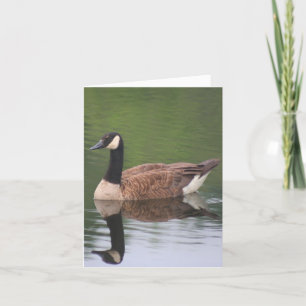 Kandagås Reflektioner Naturanteckning Kort
