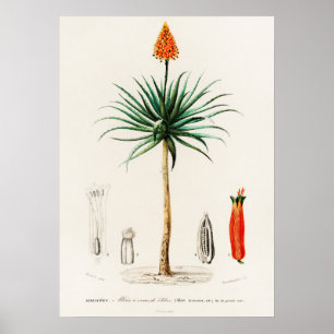 Kandelaber aloe (aloe fruticosa) poster