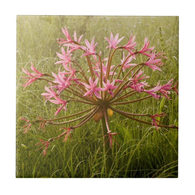 Kandelaberblomma (Brunsvigia Radulosa) Kakelplatta (Framsidan)