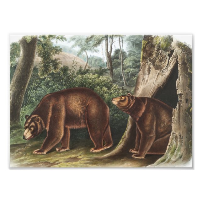 Kanel Bear (Ursus Americanus var. Kanel) Fototryck (Framsidan)