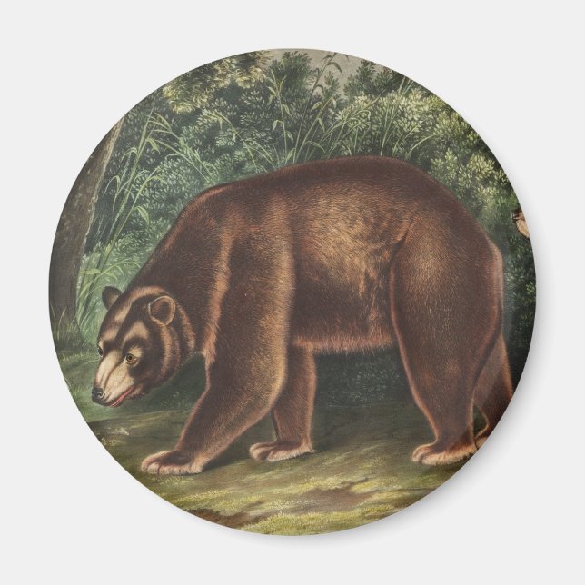 Kanel Bear (Ursus Americanus var. Kanel) Magnet (Framsidan)