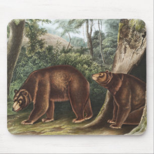 Kanel Bear (Ursus Americanus var. Kanel) Musmatta