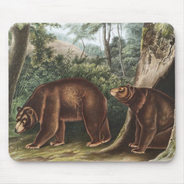 Kanel Bear (Ursus Americanus var. Kanel) Musmatta (Framsidan)