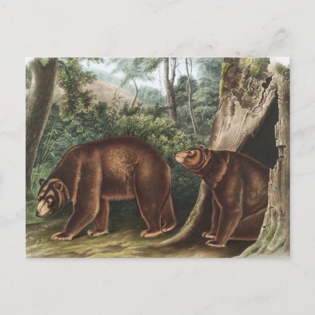 Kanel Bear (Ursus Americanus var. Kanel) Vykort (Framsida)