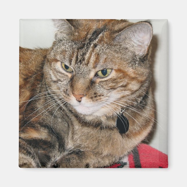 Kanel i Katt Magnet (Framsidan)