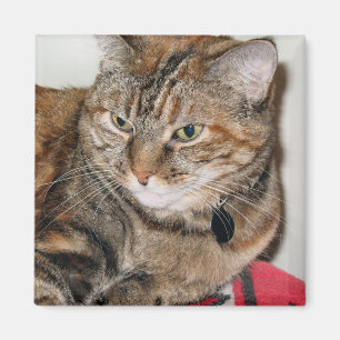 Kanel katten magnet