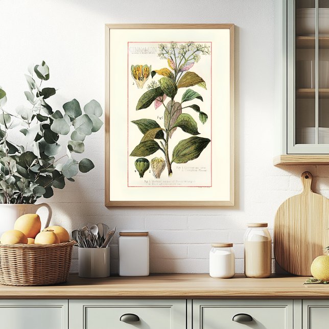 KANEL - VINTAGE BOTANISK ILLUSTRATION POSTER (Skapare uppladdad)