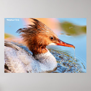 Kaneland (Anas platyrhynchos) Poster