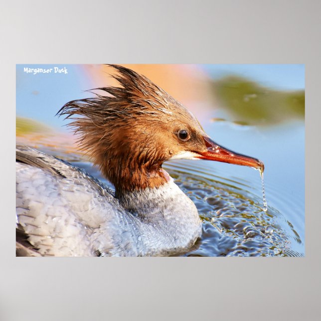 Kaneland (Anas platyrhynchos) Poster (Framsidan)