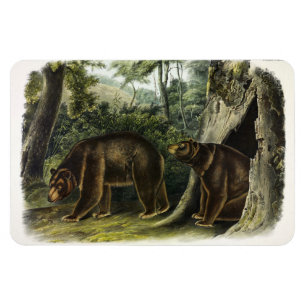 Kanelbjörn från Audubons Quadrupeds Magnet