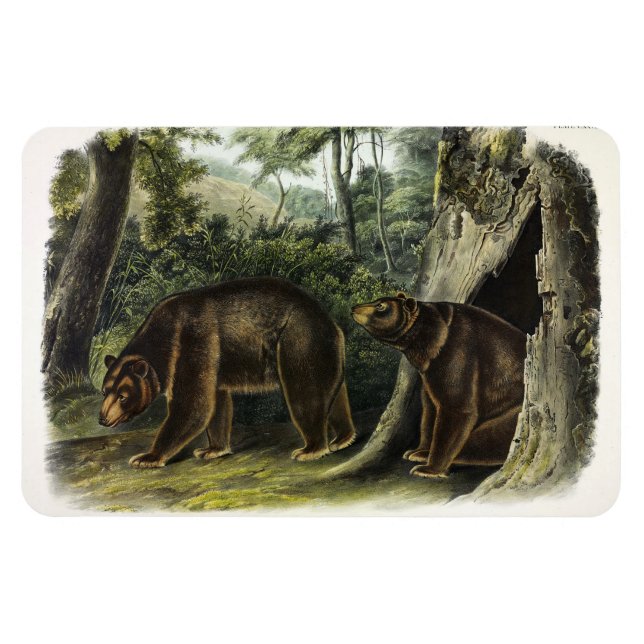 Kanelbjörn från Audubons Quadrupeds Magnet (Horisontell)