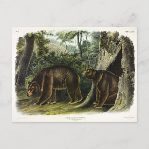 Kanelbjörn från Audubons Quadrupeds Vykort