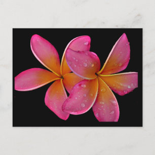 Kaneohe Sunburst Plumeria Postcard Vykort