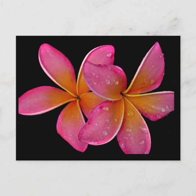 Kaneohe Sunburst Plumeria Postcard Vykort (Framsida)