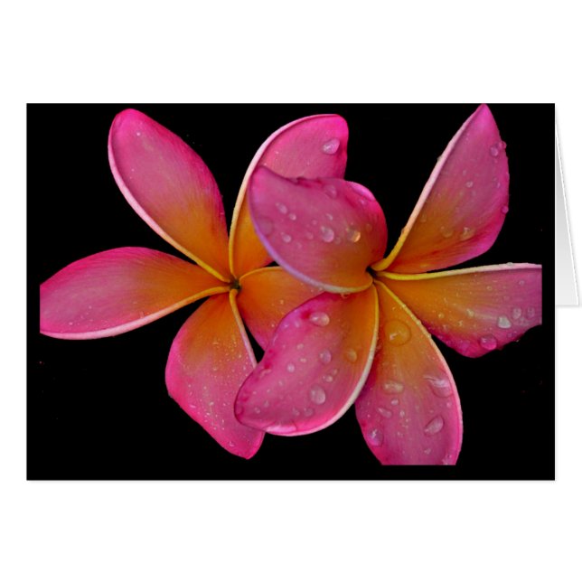 Kaneohe SunburstPlumeria Hälsningskort (Framsidan Horizontal)