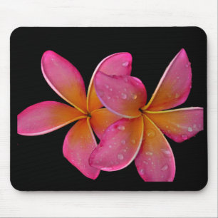 Kaneohe SunburstPlumeria Musmatta