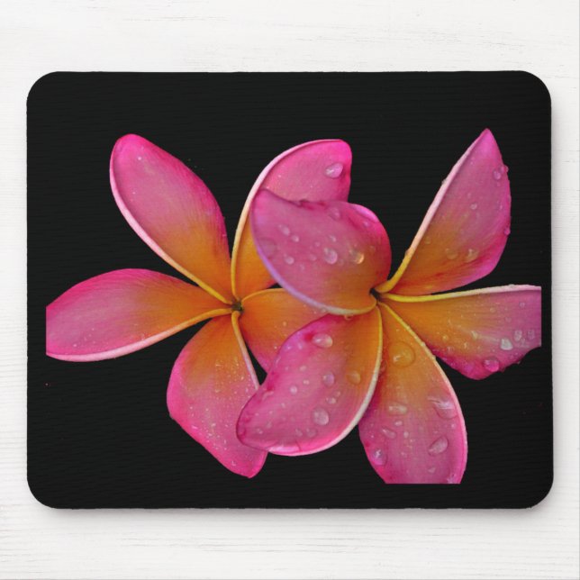 Kaneohe SunburstPlumeria Musmatta (Framsidan)